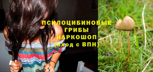 стаф Новозыбков