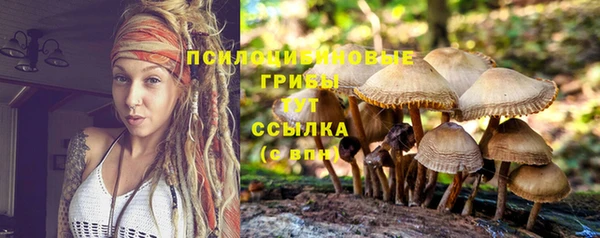 стаф Новозыбков
